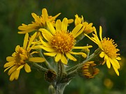 16 Tephroseris longifolia (Senecione di Gaudin)
